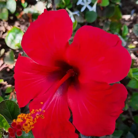 Casa De Gato Rustic * Tahiche