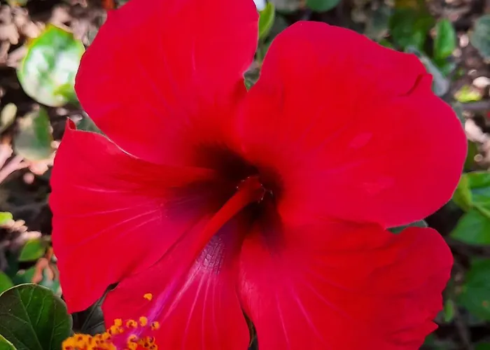 Casa De Gato Rustic * Tahiche